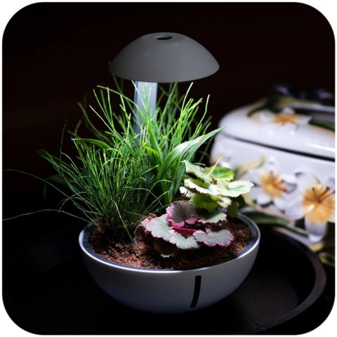 Chihiros Tiny Terrarium Egg - terrarium do hodowli roślin i gadów Chihiros Chihiros Tiny Terrarium Egg - terrarium do hodowli roślin i gadów Chihiros