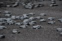 EXO TERRA Black Sand 4,5kg - piasek pustynny czarny Exo terra
