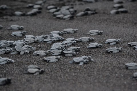 EXO TERRA Black Sand 4,5kg - piasek pustynny czarny Exo terra EXO TERRA Black Sand 4,5kg - piasek pustynny czarny Exo terra
