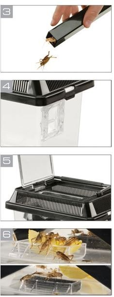 EXO TERRA Cricket Pen S Terrarium na karmówkę (18x14x11cm) Exo terra EXO TERRA Cricket Pen S Terrarium na karmówkę (18x14x11cm) Exo terra