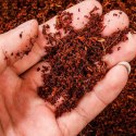 Komodo Rainforest Substrate 6l - podłoże tropikalne Komodo