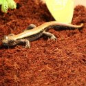 Komodo Rainforest Substrate 6l - podłoże tropikalne Komodo