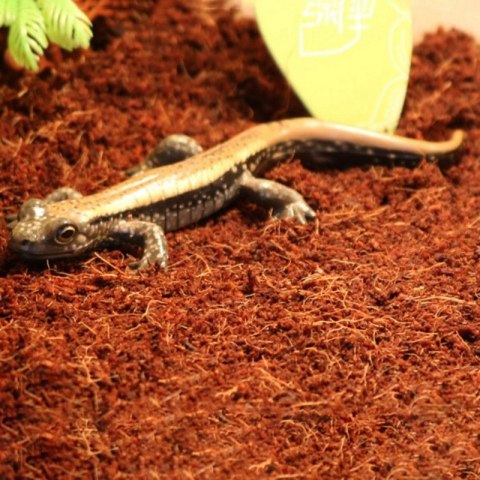 Komodo Rainforest Substrate 6l - podłoże tropikalne Komodo Komodo Rainforest Substrate 6l - podłoże tropikalne Komodo