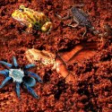 Komodo Rainforest Substrate 6l - podłoże tropikalne Komodo