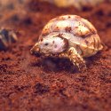 Komodo Rainforest Substrate 6l - podłoże tropikalne Komodo