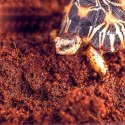 Komodo Rainforest Substrate 6l - podłoże tropikalne Komodo