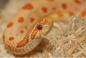 Repti-Zoo Aspen Snake Bedding - podłoże włókna topoli 500 g Repti-Zoo