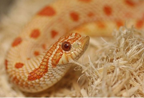 Repti-Zoo Aspen Snake Bedding - podłoże włókna topoli 500 g Repti-Zoo Repti-Zoo Aspen Snake Bedding - podłoże włókna topoli 500 g Repti-Zoo