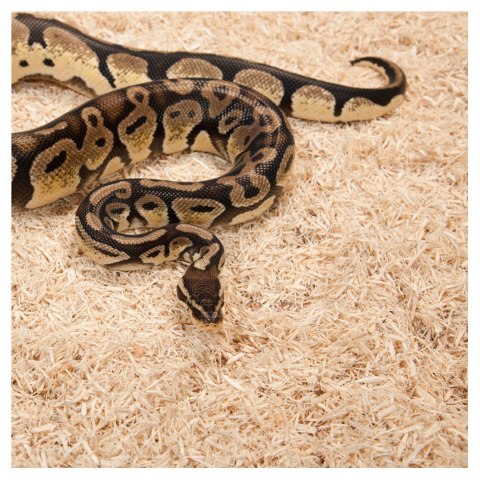 Repti-Zoo Aspen Snake Bedding - podłoże włókna topoli 500 g Repti-Zoo Repti-Zoo Aspen Snake Bedding - podłoże włókna topoli 500 g Repti-Zoo