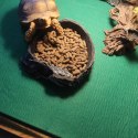 Repti-Zoo Carpet Mat - podłoże do terrarium 20x30cm Repti-Zoo