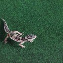 Repti-Zoo Carpet Mat - podłoże do terrarium 30x30cm Repti-Zoo