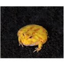 Repti-Zoo Ceratophrys Mud 600g - podłoże dla żab rogatych Repti-Zoo