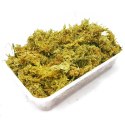 Repti-Zoo Chile's Sphagnum moss - mech torowiec 4,5l Repti-Zoo