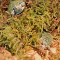 Repti-Zoo Chile's Sphagnum moss - mech torowiec 4,5l Repti-Zoo