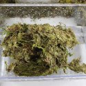 Repti-Zoo Chile's Sphagnum moss - mech torowiec 4,5l Repti-Zoo