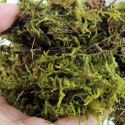 Repti-Zoo Chile's Sphagnum moss - mech torowiec 4,5l Repti-Zoo