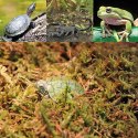 Repti-Zoo Chile's Sphagnum moss - mech torowiec 4,5l Repti-Zoo