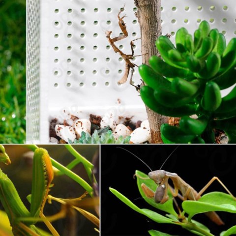 Repti-Zoo Mantis Box M - terrarium akrylowe dla modliszek Repti-Zoo Repti-Zoo Mantis Box M - terrarium akrylowe dla modliszek Repti-Zoo