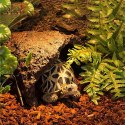 Repti-Zoo Pine Bark 4l - kora Repti-Zoo