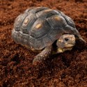 Repti-Zoo Podłoże z włókien kokosa 4l Repti-Zoo