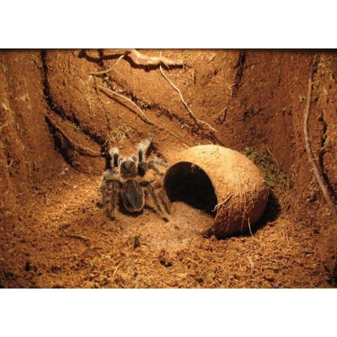 Repti-Zoo Podłoże z włókien kokosa 4l Repti-Zoo Repti-Zoo Podłoże z włókien kokosa 4l Repti-Zoo