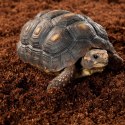 Repti-Zoo Podłoże z włókien kokosa 8l Repti-Zoo