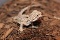Repti-Zoo Podłoże z włókien kokosa 8l Repti-Zoo