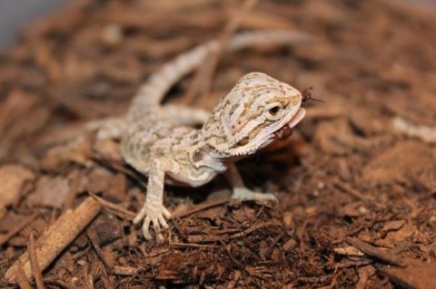 Repti-Zoo Podłoże z włókien kokosa 8l Repti-Zoo Repti-Zoo Podłoże z włókien kokosa 8l Repti-Zoo