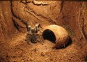 Repti-Zoo Podłoże z włókien kokosa 8l Repti-Zoo