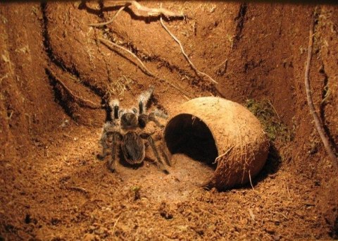 Repti-Zoo Podłoże z włókien kokosa 8l Repti-Zoo Repti-Zoo Podłoże z włókien kokosa 8l Repti-Zoo