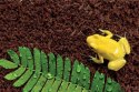 Repti-Zoo Podłoże z włókien kokosa 8l Repti-Zoo