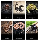Repti-Zoo Terrarium z akrylu 10x8x6 cm Repti-Zoo Repti-Zoo Terrarium z akrylu 10x8x6 cm Repti-Zoo