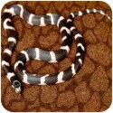 Resun Desert Carpet Mat - mata do terrarium 50x20cm Repti-Zoo
