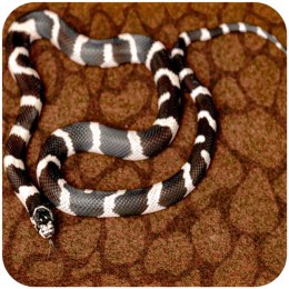 Resun Desert Carpet Mat - mata do terrarium 90x45cm Repti-Zoo