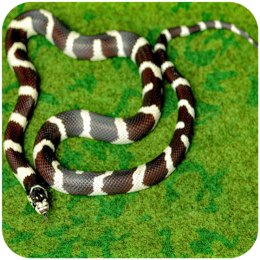 Resun Tropical Carpet Mat - mata do terrarium 80x30cm Repti-Zoo