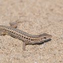 Terrario Dragon Sand 2.5kg - mikro piasek pustynny Terrario