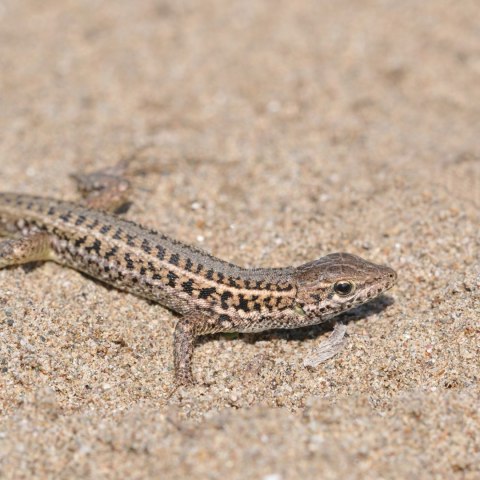 Terrario Dragon Sand 2.5kg - mikro piasek pustynny Terrario Terrario Dragon Sand 2.5kg - mikro piasek pustynny Terrario