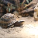 Terrario Dragon Sand 2.5kg - mikro piasek pustynny Terrario