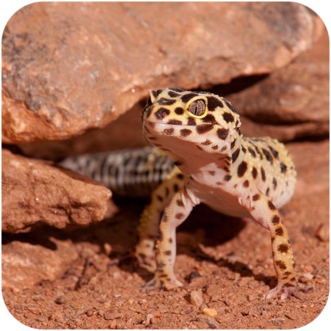 Terrario Eublepharis Dirt 1 kg - podłoże dla gekona lamparciego Terrario Terrario Eublepharis Dirt 1 kg - podłoże dla gekona lamparciego Terrario