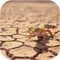 Terrario Leopard Desert 1kg - podłoże spękana ziemia pustynna Terrario