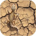 Terrario Leopard Desert 1kg - podłoże spękana ziemia pustynna Terrario