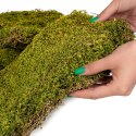 Terrario Shadow Forest Moss - mech naturalny 35x28cm Terrario