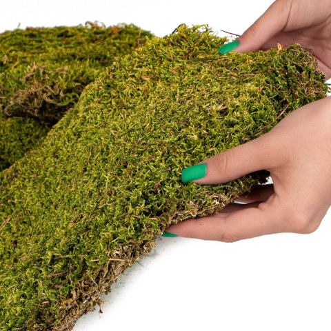 Terrario Shadow Forest Moss - mech naturalny 35x28cm Terrario Terrario Shadow Forest Moss - mech naturalny 35x28cm Terrario