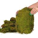 Terrario Shadow Forest Moss - mech naturalny 35x28cm Terrario