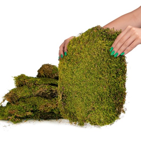 Terrario Shadow Forest Moss - mech naturalny 35x28cm Terrario Terrario Shadow Forest Moss - mech naturalny 35x28cm Terrario