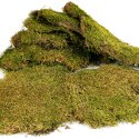 Terrario Shadow Forest Moss - mech naturalny 35x28cm Terrario