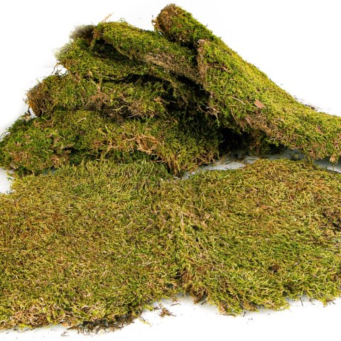 Terrario Shadow Forest Moss - mech naturalny 35x28cm Terrario Terrario Shadow Forest Moss - mech naturalny 35x28cm Terrario