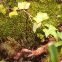 Terrario Shadow Forest Moss - mech naturalny 35x28cm Terrario