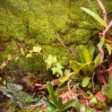 Terrario Shadow Forest Moss - mech naturalny 35x28cm Terrario