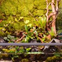 Terrario Shadow Forest Moss - mech naturalny 35x28cm Terrario